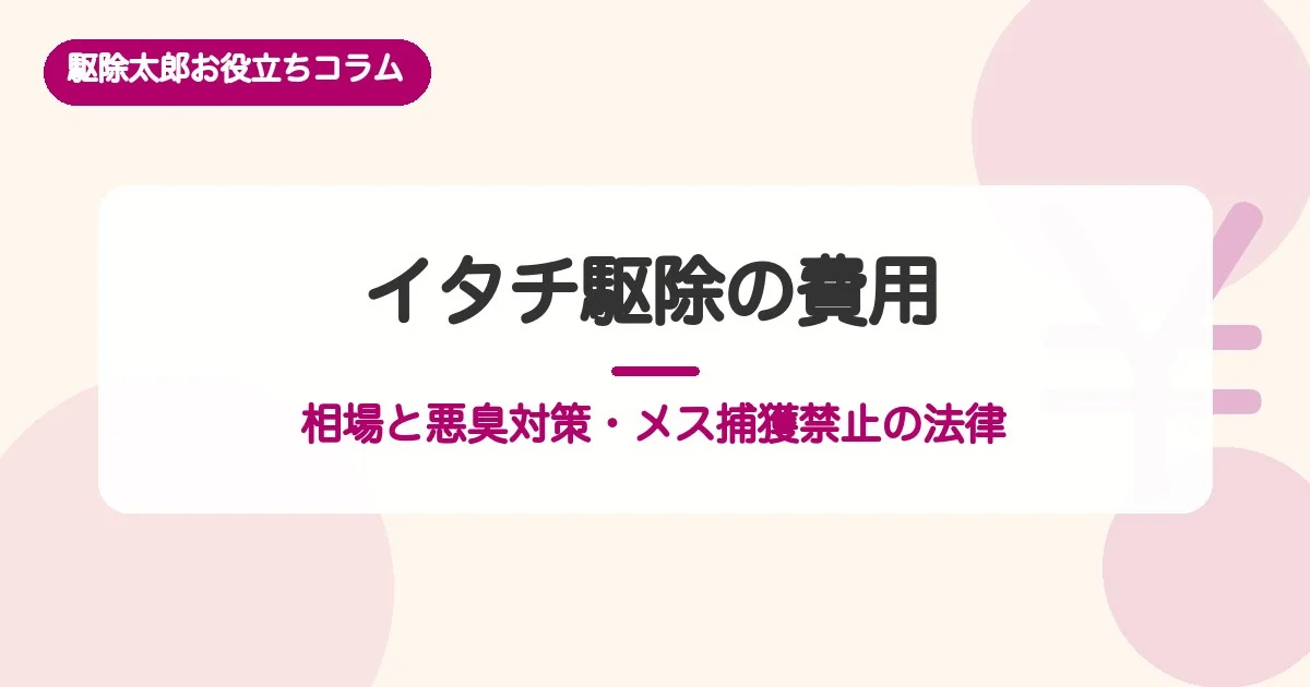 イタチ駆除の費用はいくら？相場と悪臭対策・メス捕獲禁止の法律も解説