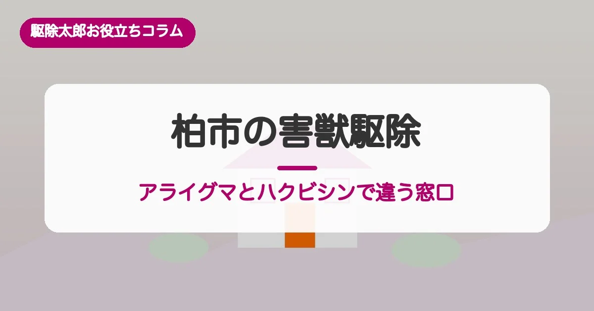 柏市の害獣駆除｜アライグマは委託業者・ハクビシンは県許可、費用相場も