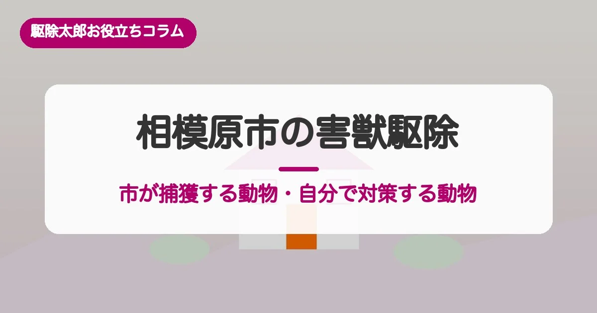 相模原市の害獣駆除｜市が捕獲する動物と自分で対策する動物、費用相場