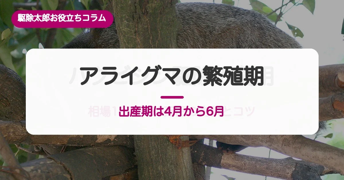 アライグマの繁殖期と侵入経路｜春に屋根裏で音がする理由