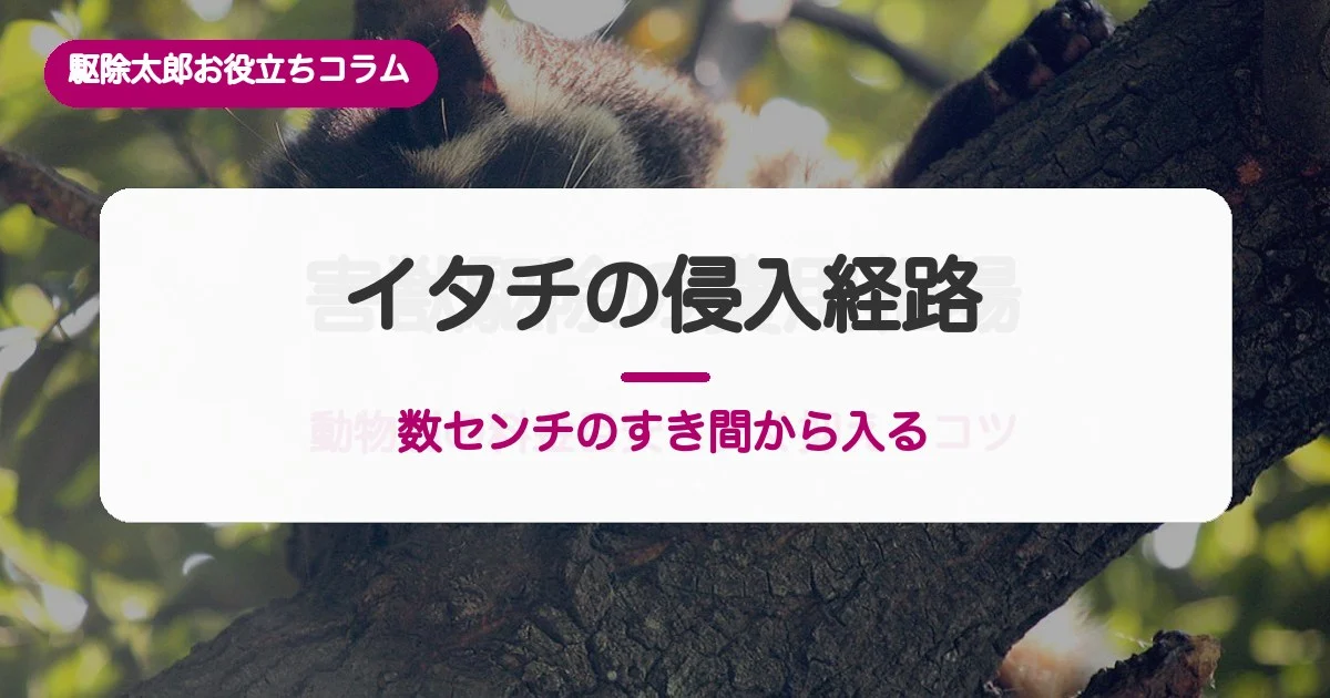 イタチの侵入経路と見分け方｜通れる隙間の寸法とフンの特徴