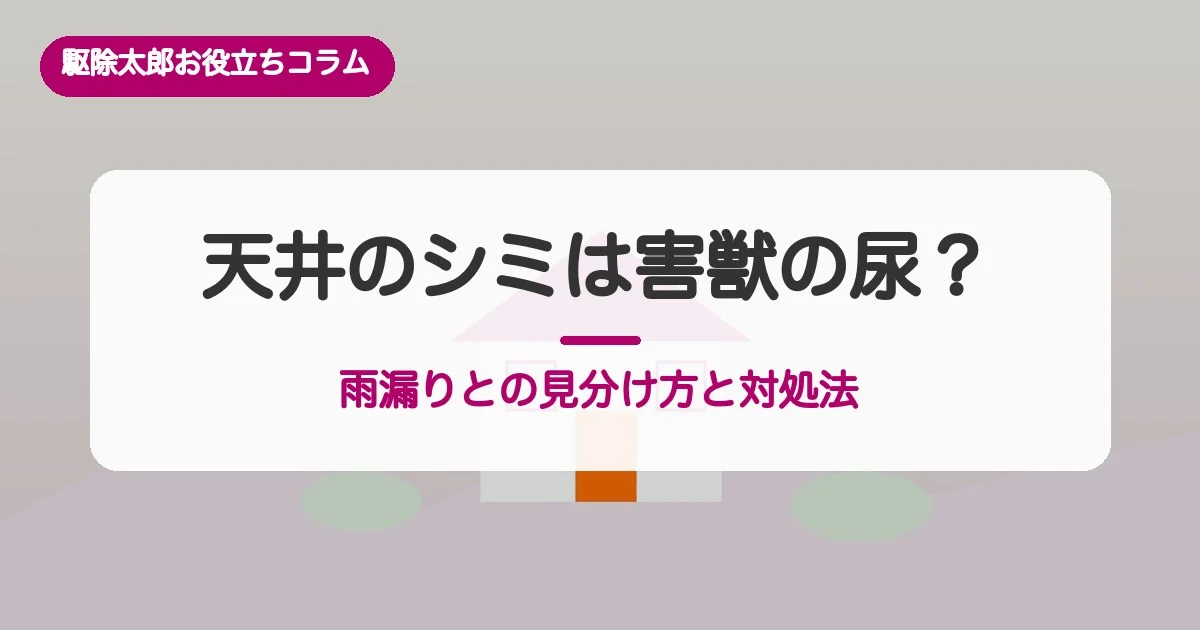 天井のシミは害獣の尿？雨漏りとの見分け方と対処法