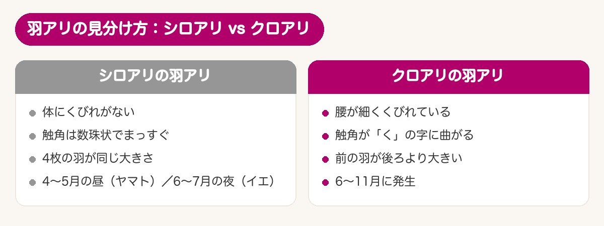 羽アリの見分け方：シロアリ vs クロアリ