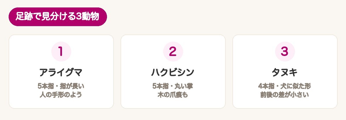 足跡で見分ける3動物：アライグマ（5本指・指が長い）・ハクビシン（5本指・丸い掌）・タヌキ（4本指）